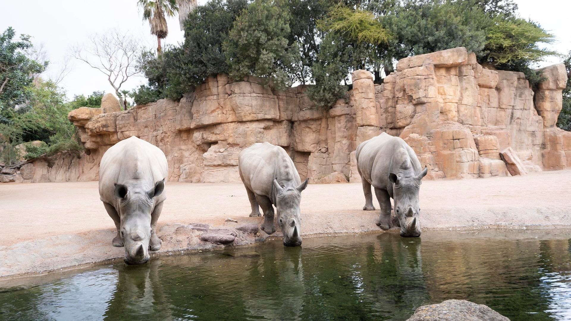 Muere rinoceronta en el Bioparc Muere rinoceronta en el Bioparc