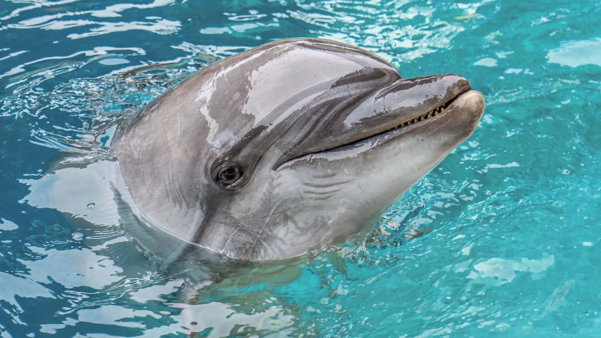 Echo, una de las cuatro delfinas rescatadas del parque cerrado Marineland de Canadá que ha muerto en Valencia Echo, una de las cuatro delfinas rescatadas del parque cerrado Marineland de Canadá que ha muerto en Valencia
