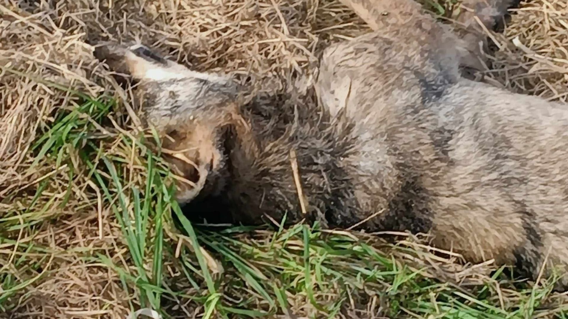 El animal encontrado muerto en Castropol El animal encontrado muerto en Castropol