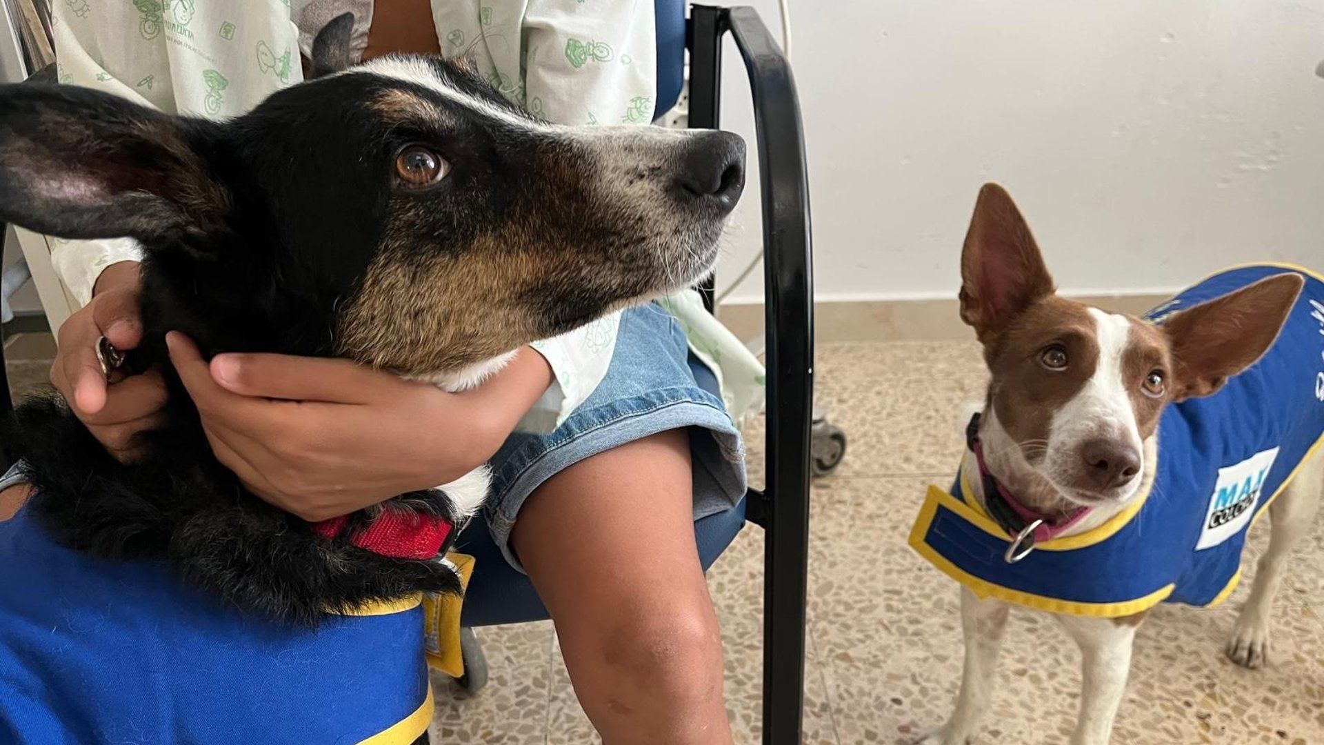 El Hospital de Jaén aplica terapia canina para reducir el estrés y la ansiedad de los menores durante su hospitalización El Hospital de Jaén aplica terapia canina para reducir el estrés y la ansiedad de los menores durante su hospitalización