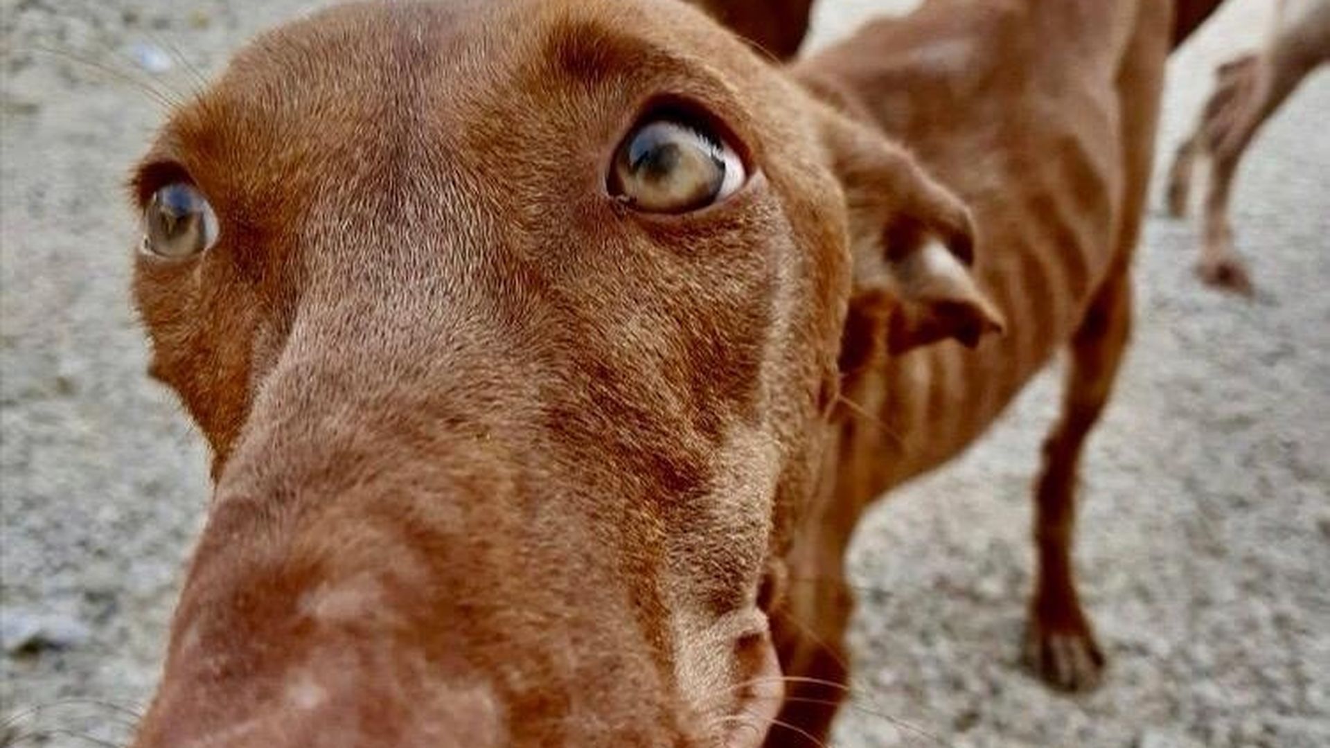 Perro rescatado Perro rescatado