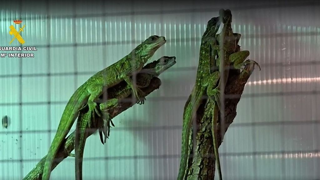 Detienen a tres personas dedicadas a vender reptiles que traían de otros países de forma ilícita para venderlos en Europa