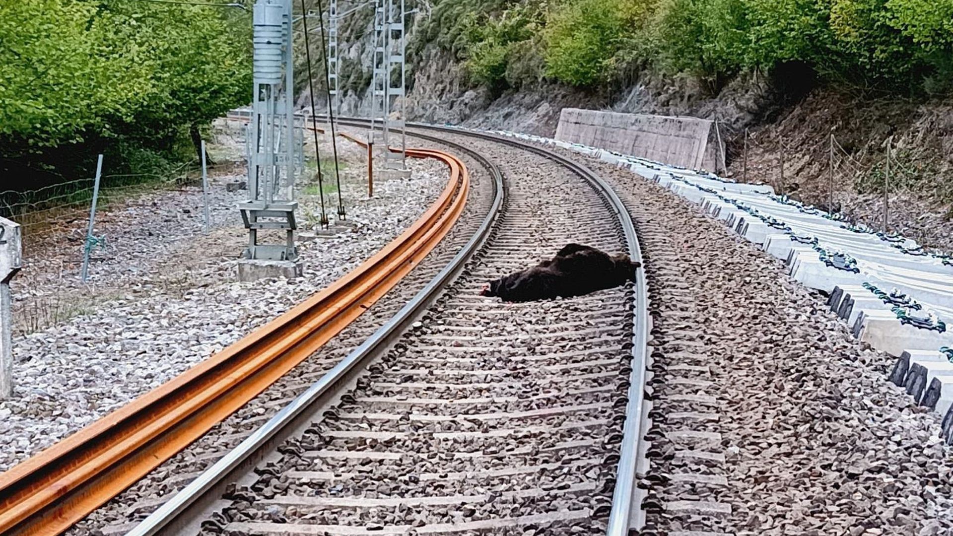 Muere un oso pardo arrollado por un tren de mercancías en Campoo de Enmedio, Cantabria Muere un oso pardo arrollado por un tren de mercancías en Campoo de Enmedio, Cantabria
