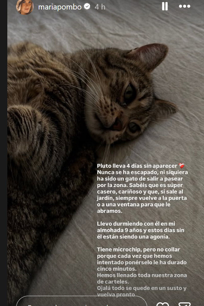 El gato desaparecido de María Pombo
