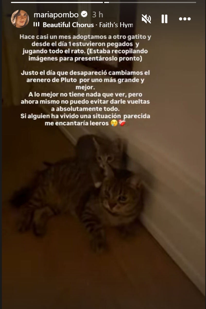 María Pombo y Pablo Castellano amplian la familia con otro gato