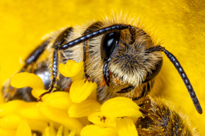 A diferencia de la abeja doméstica, estas abejas no viven en colmenas ni producen miel en grandes cantidades