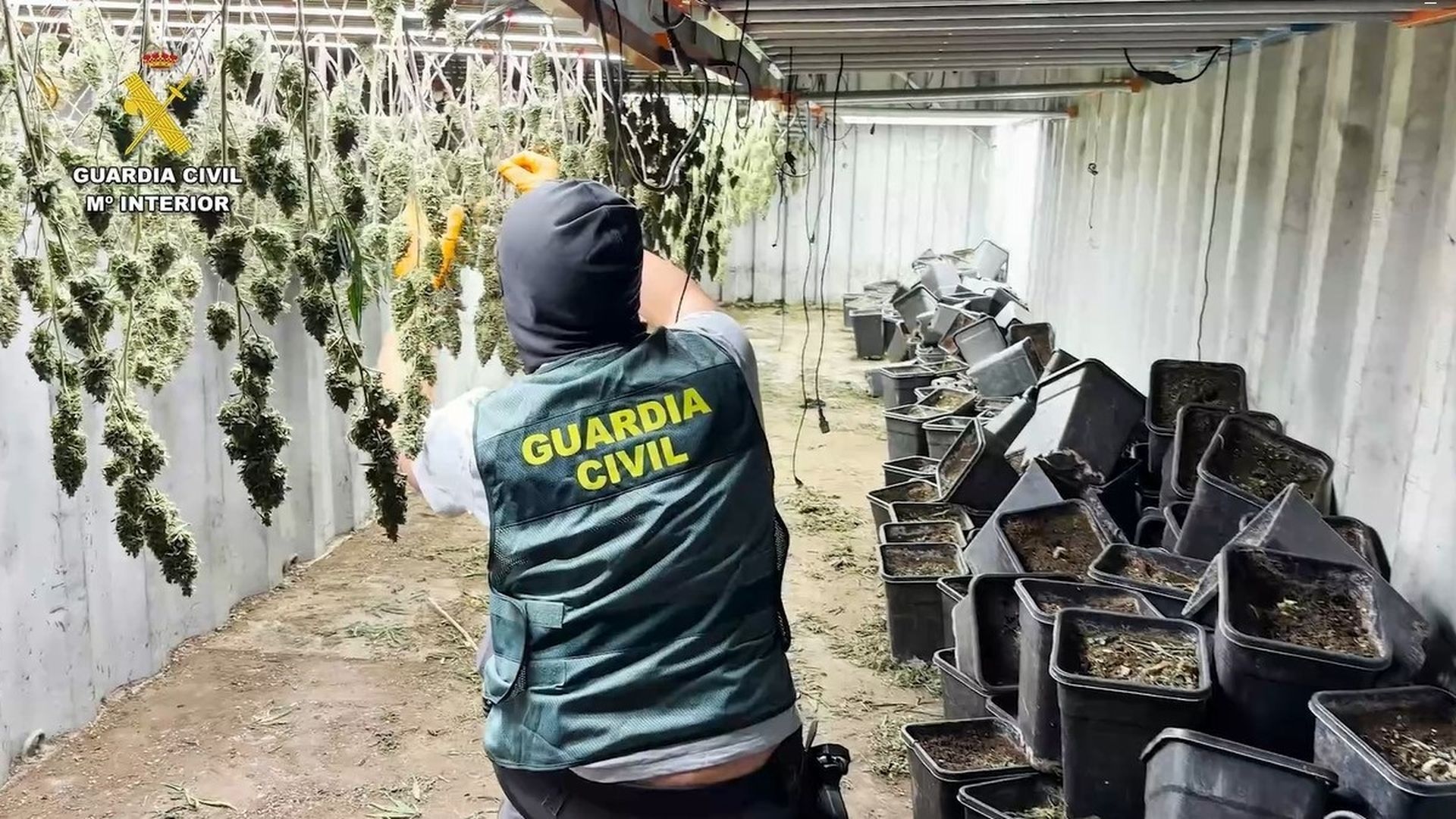 Granada, epicentro a nivel nacional y europeo del cultivo y comercialización de la marihuana: así actúan los clanes Granada, epicentro a nivel nacional y europeo del cultivo y comercialización de la marihuana: así actúan los clanes