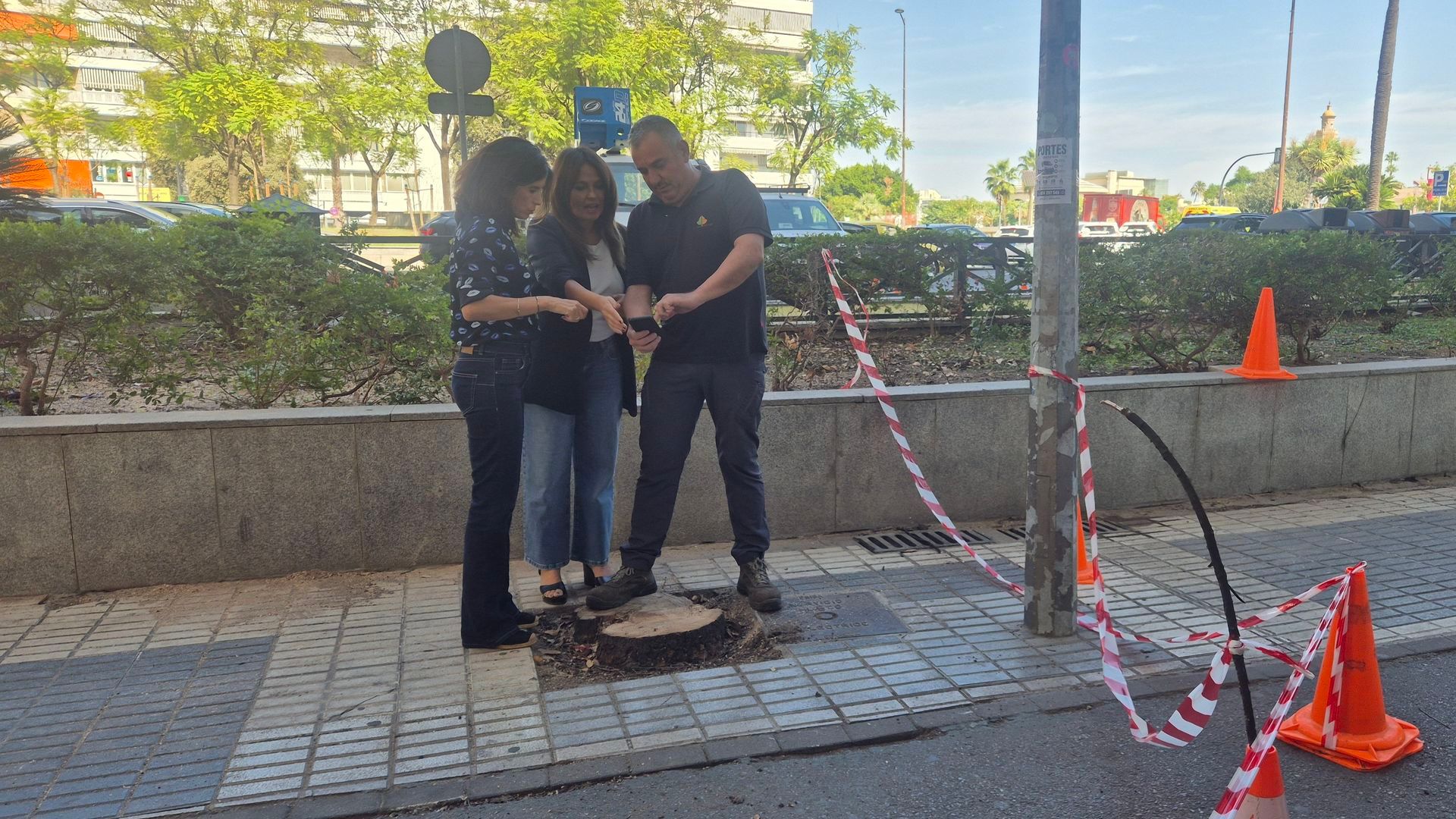 Talan una encina de grandes dimensiones en Sevilla tras ser atacado insistentemente con herbicidas:"Lo han asesinado" Talan una encina de grandes dimensiones en Sevilla tras ser atacado insistentemente con herbicidas:"Lo han asesinado"