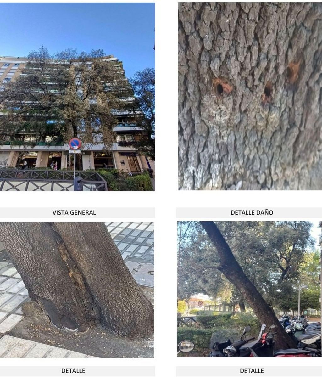 Talan una encina de grandes dimensiones en Sevilla tras ser atacado insistentemente con herbicidas:"Lo han asesinado"