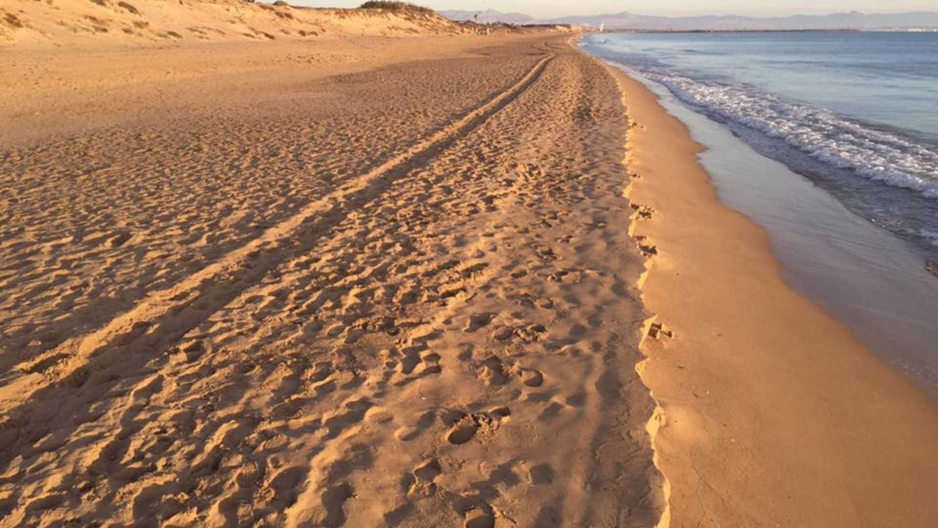 Mueren dos jóvenes ahogados en una playa de Guardamar de Segura, Alicante: se habrían bañado con bandera roja Mueren dos jóvenes ahogados en una playa de Guardamar de Segura, Alicante: se habrían bañado con bandera roja