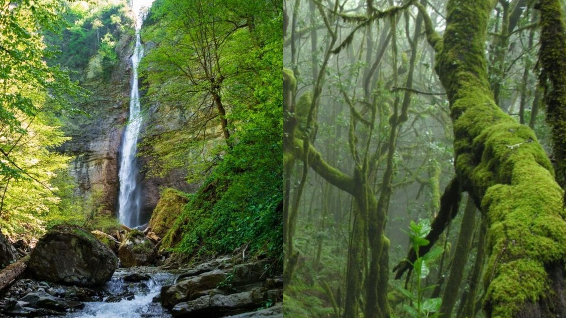 El Hayedo de Otzarreta, en País Vasco, y el Parque Nacional de Garajonay, en La Gomera El Hayedo de Otzarreta, en País Vasco, y el Parque Nacional de Garajonay, en La Gomera