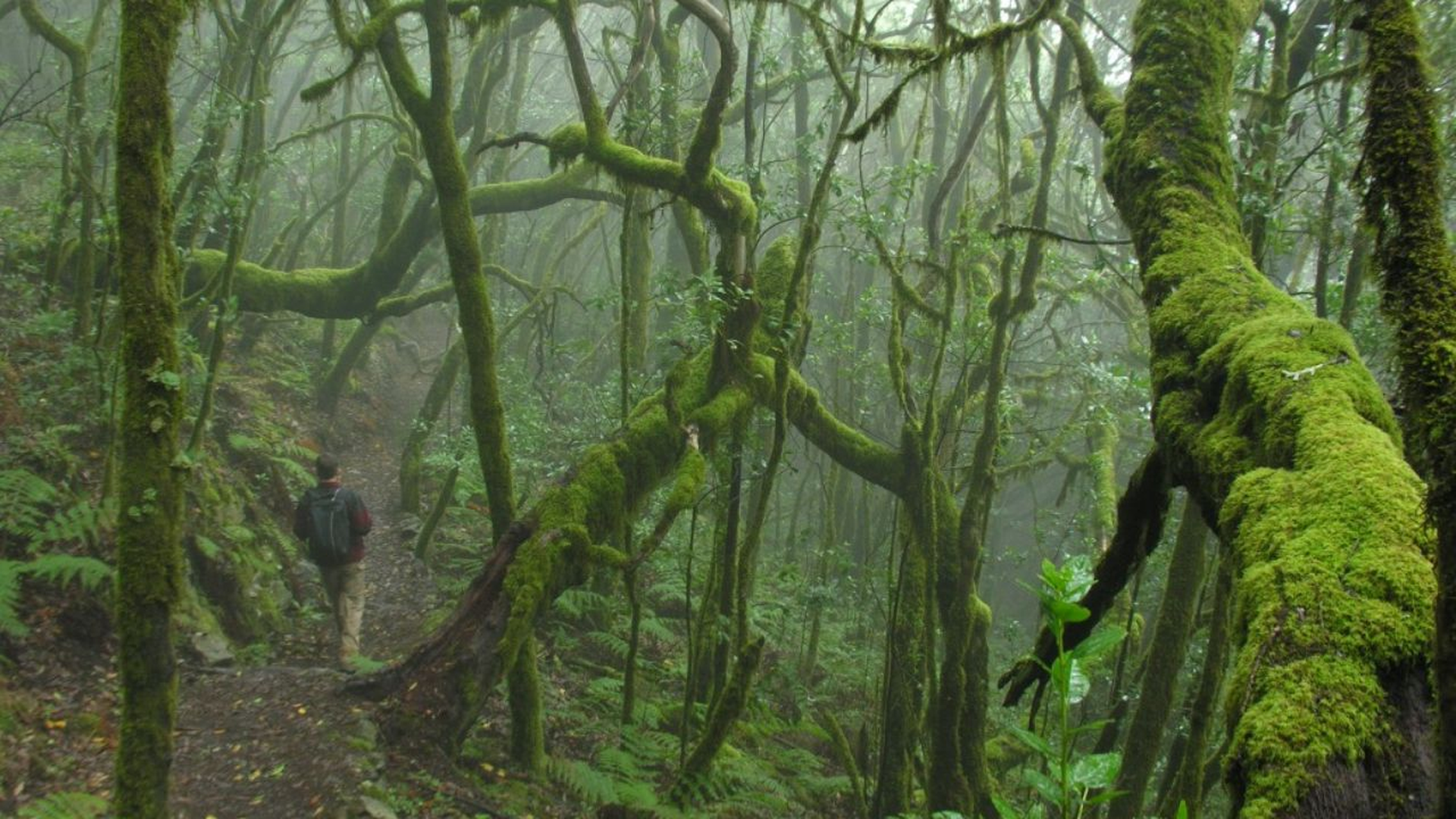 Parque Nacional de Garajonay, España (La Gomera)