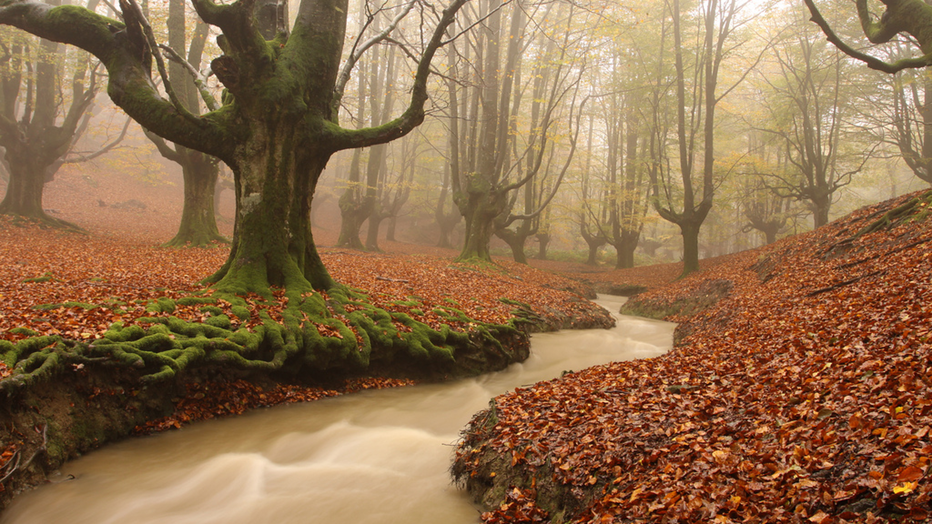 Selva de Perućica, Bosnia y Herzegovina
