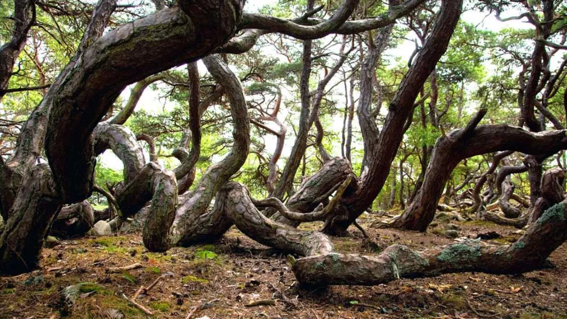 Trollskogen, Suecia