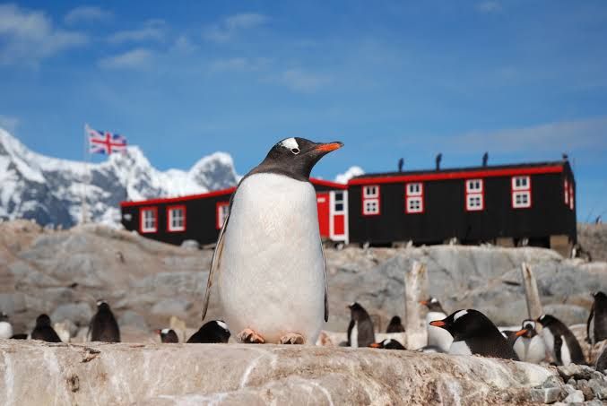 Uno de los pingüinos de Port Lockroy