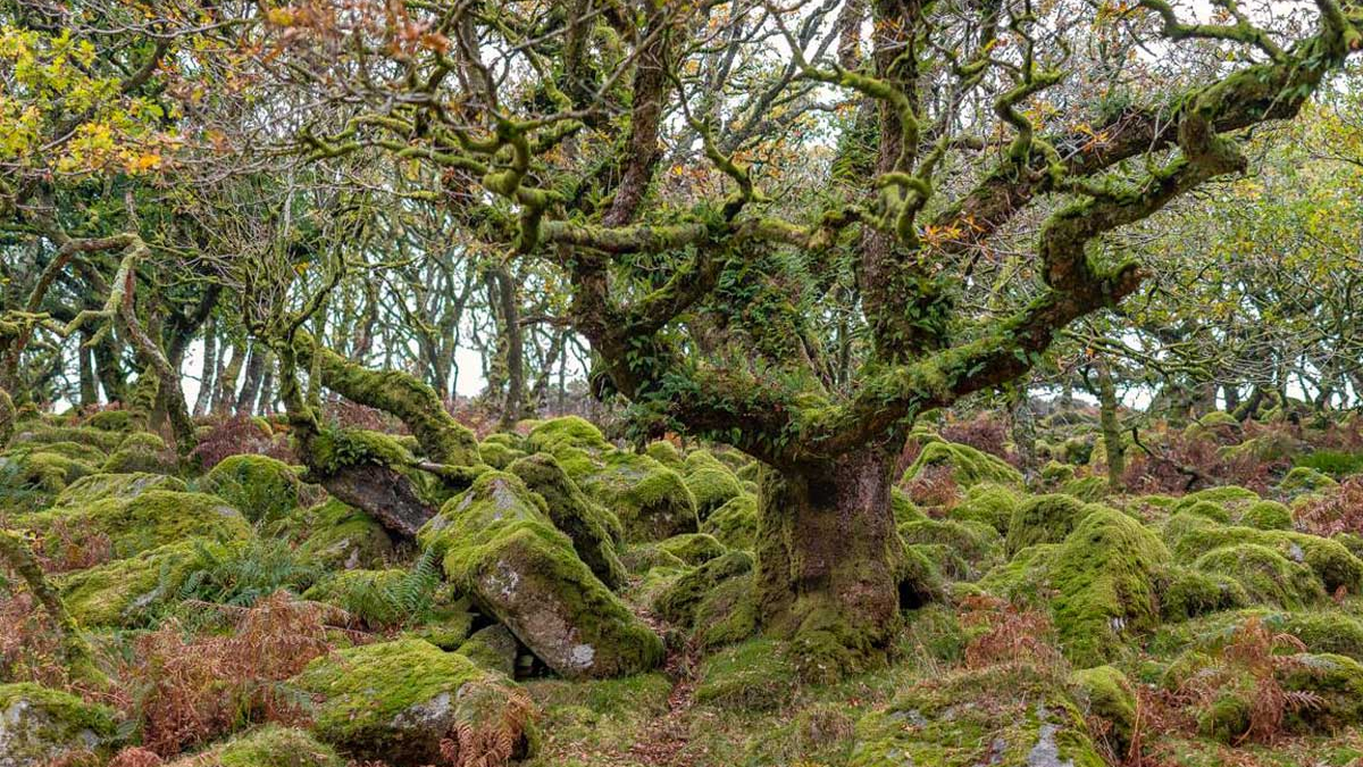 Wistman’s Wood, Inglaterra