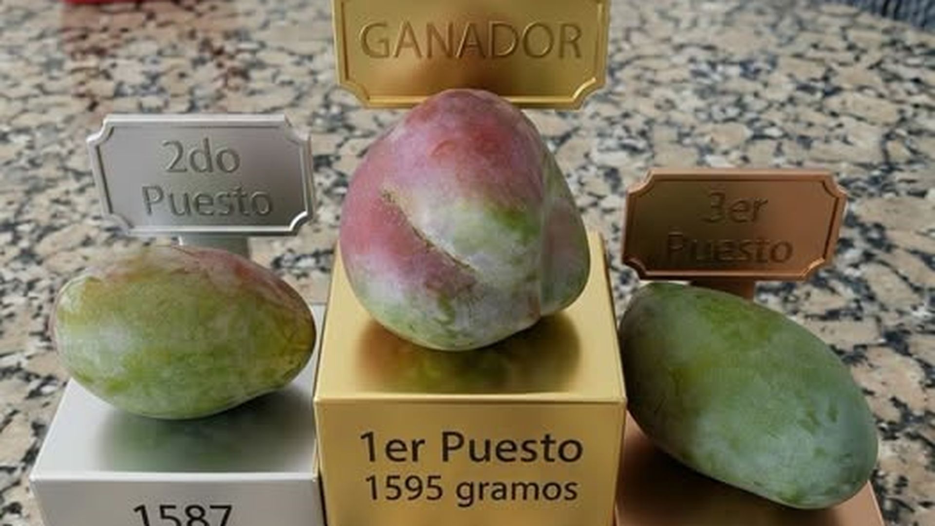 Un mango de 1.595 kilogramos de Benamargosa se alza como el 'Rey del Mango' de la Axarquía de Málaga Un mango de 1.595 kilogramos de Benamargosa se alza como el 'Rey del Mango' de la Axarquía de Málaga