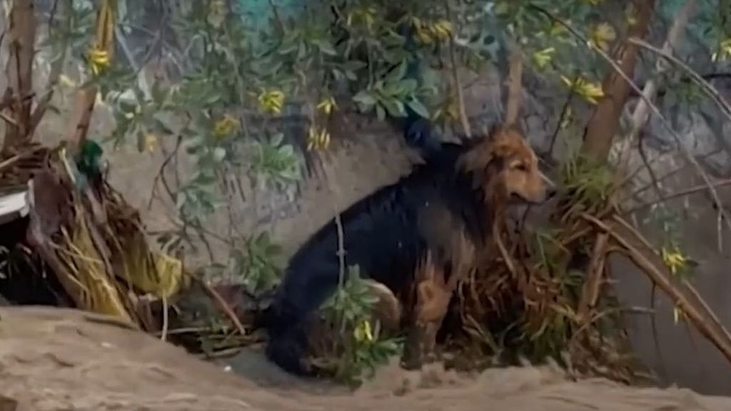 Así ha sido el agónico rescate de Morocho, un perro que busca familia tras quedar atrapado en Chile