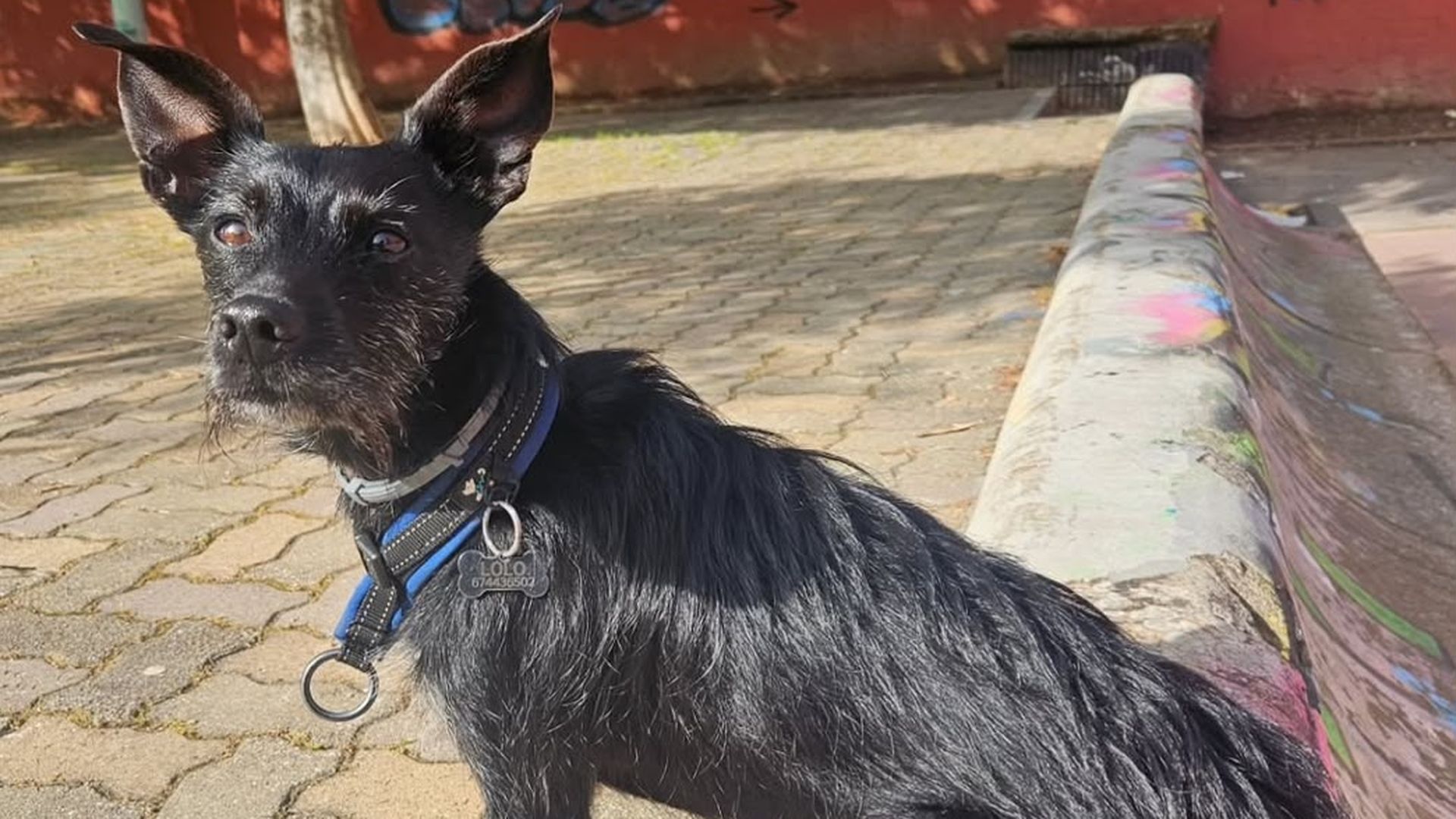 Buscan deseperadamente a Lolo, un perro desaparecido de madrugada durante las tormentas en Córdoba