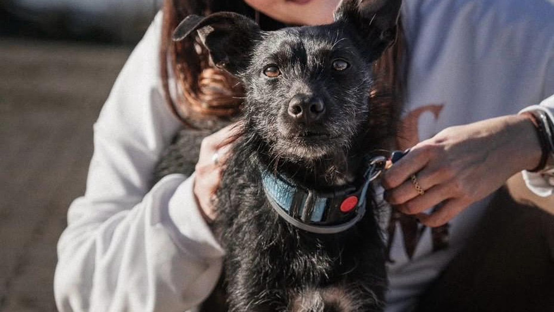 Buscan deseperadamente a Lolo, un perro desaparecido de madrugada durante las tormentas en Córdoba Buscan deseperadamente a Lolo, un perro desaparecido de madrugada durante las tormentas en Córdoba