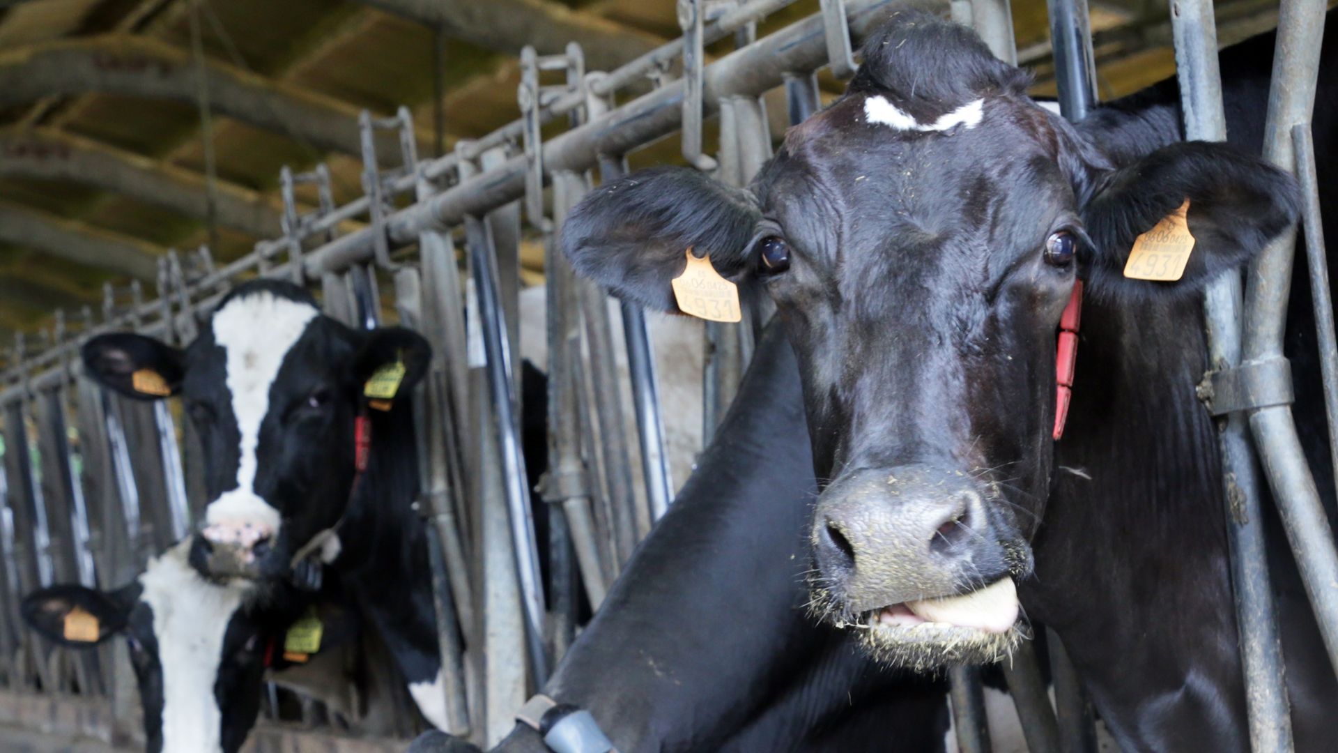 Primer positivo en Cantabria del virus shamonda, detectado en una vaca de una estabulación de Riotuerto Primer positivo en Cantabria del virus shamonda, detectado en una vaca de una estabulación de Riotuerto