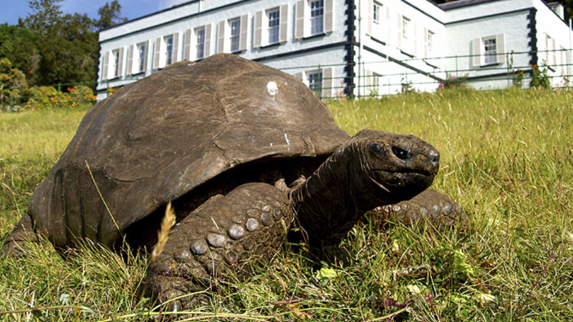Científicos descifran el secreto de la longevidad de Jonathan, una tortuga gigante que tiene 194 años Científicos descifran el secreto de la longevidad de Jonathan, una tortuga gigante que tiene 194 años