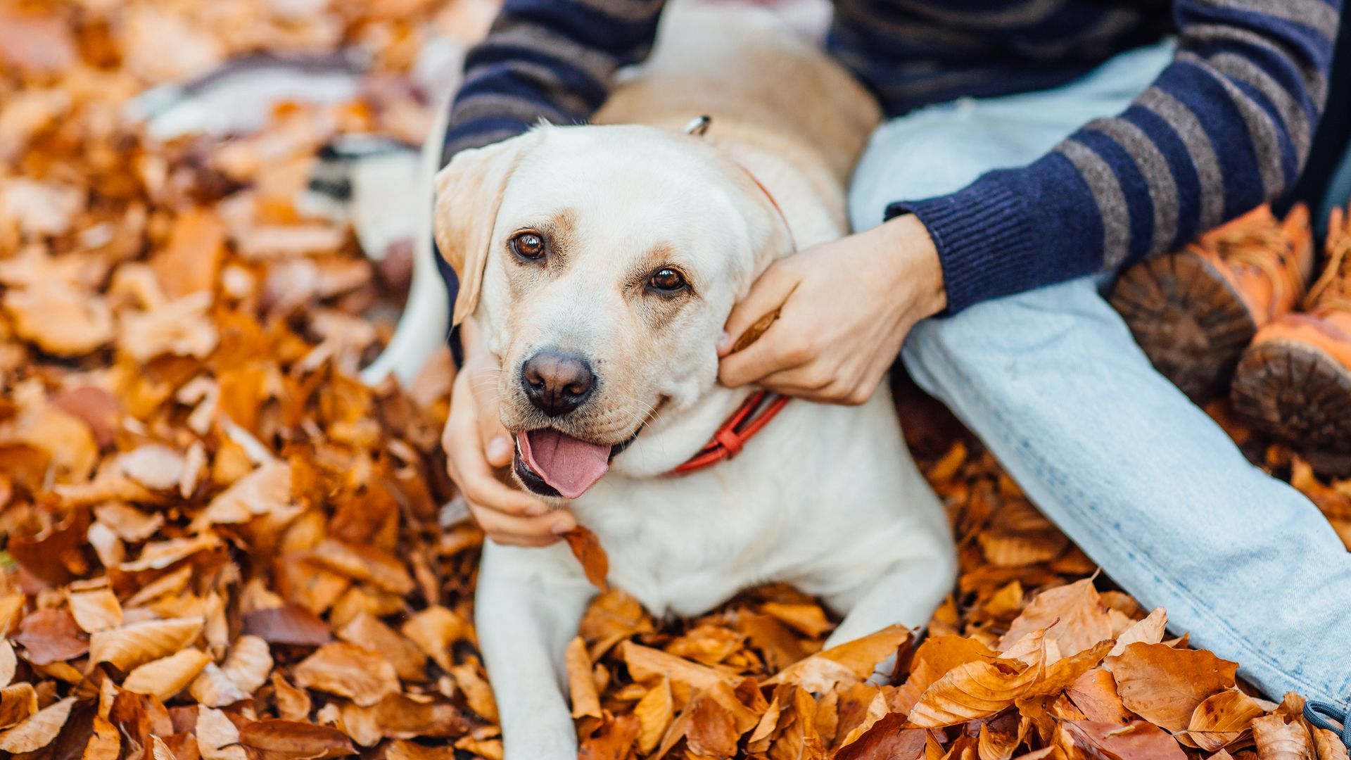 El comportamiento de los perros puede cambiar en otoño