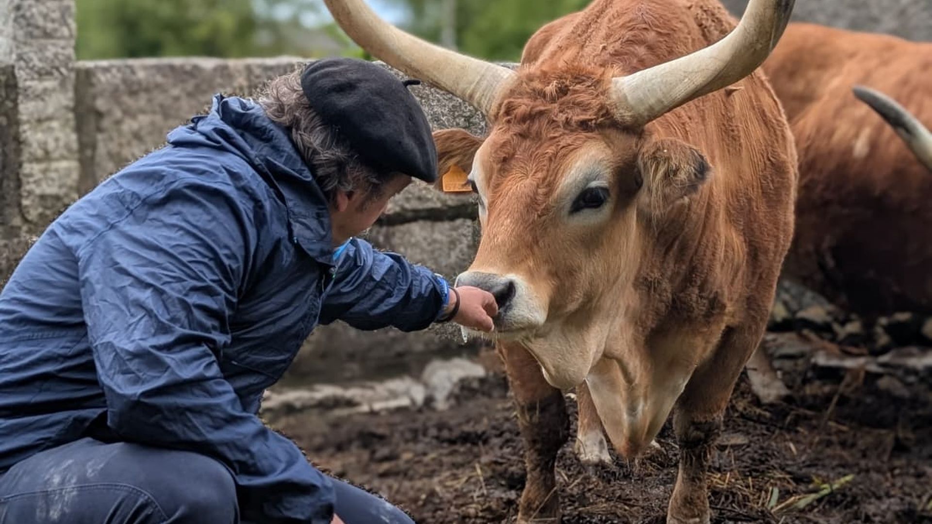 El gallego que le habla (y escucha) a las vacas
