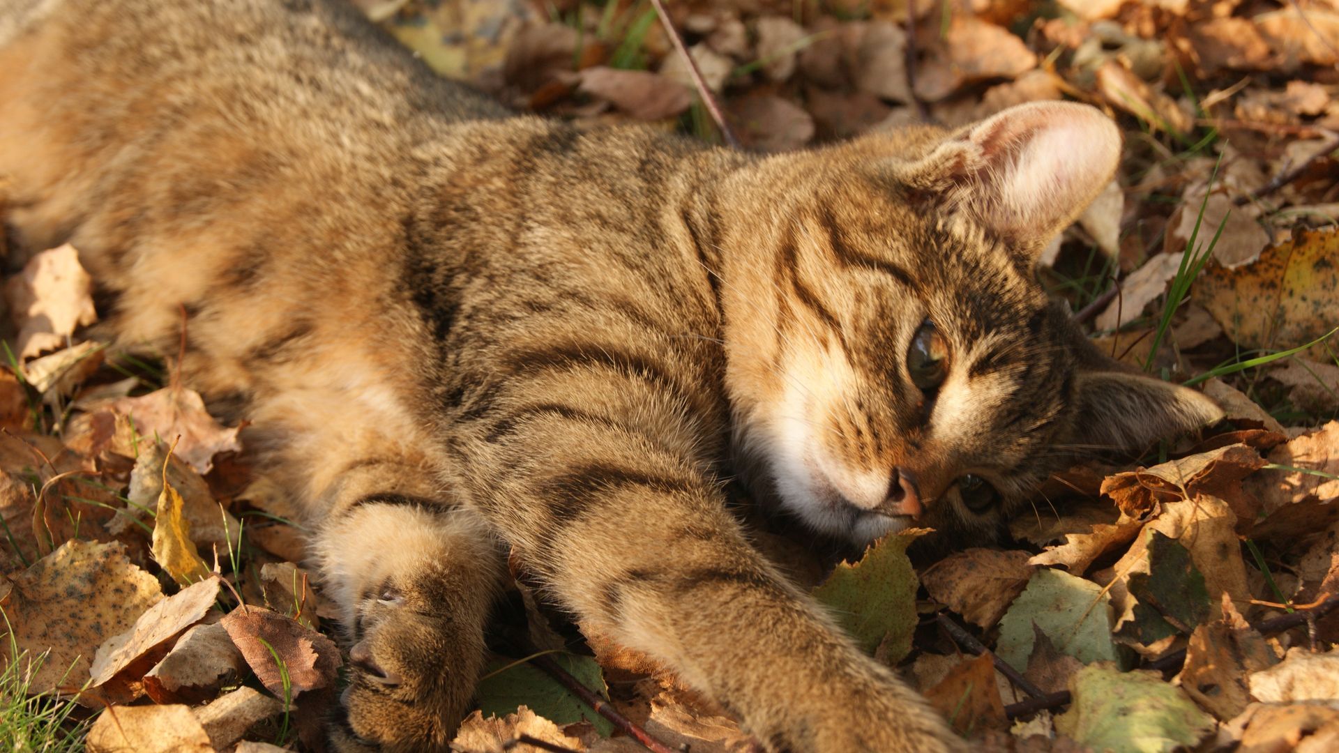 Gato disfrutando del otoño