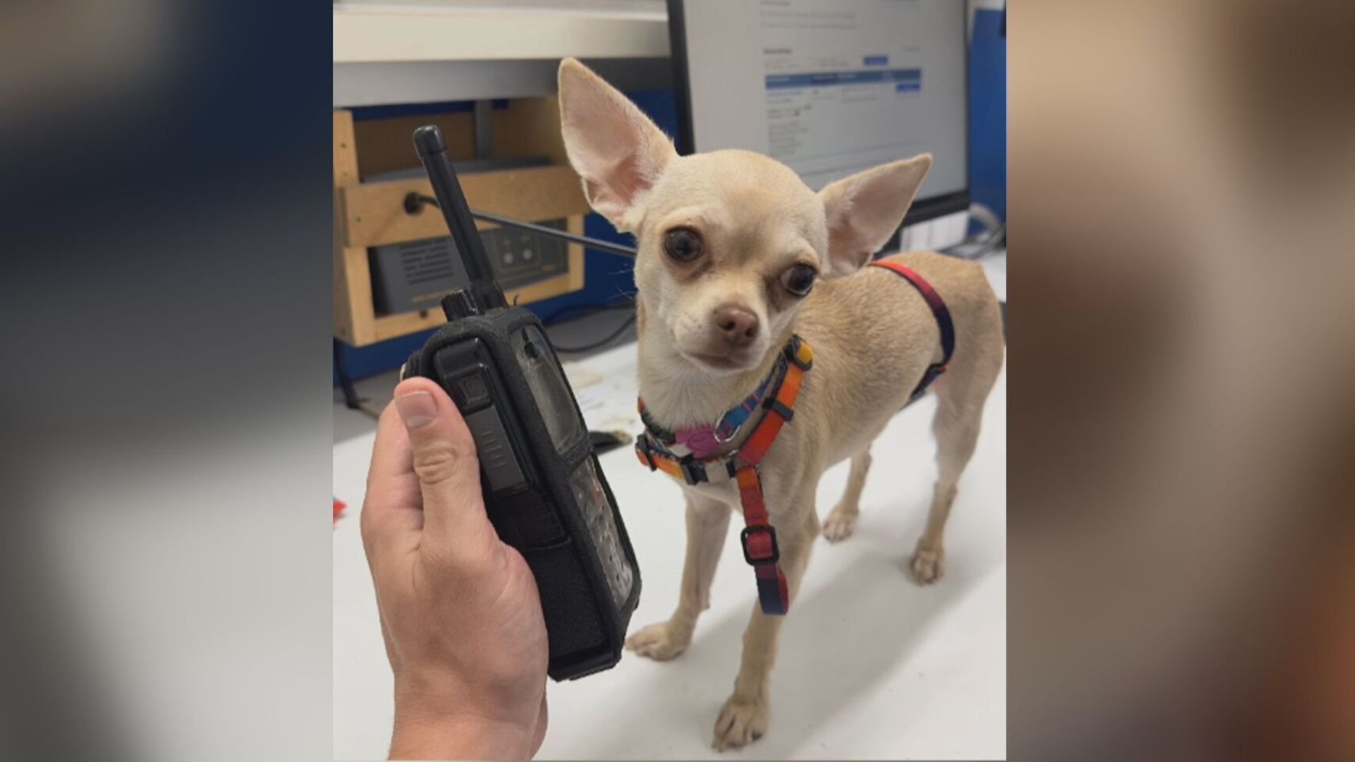 La chihuahua Saky, tras ser rescatada La chihuahua Saky, tras ser rescatada
