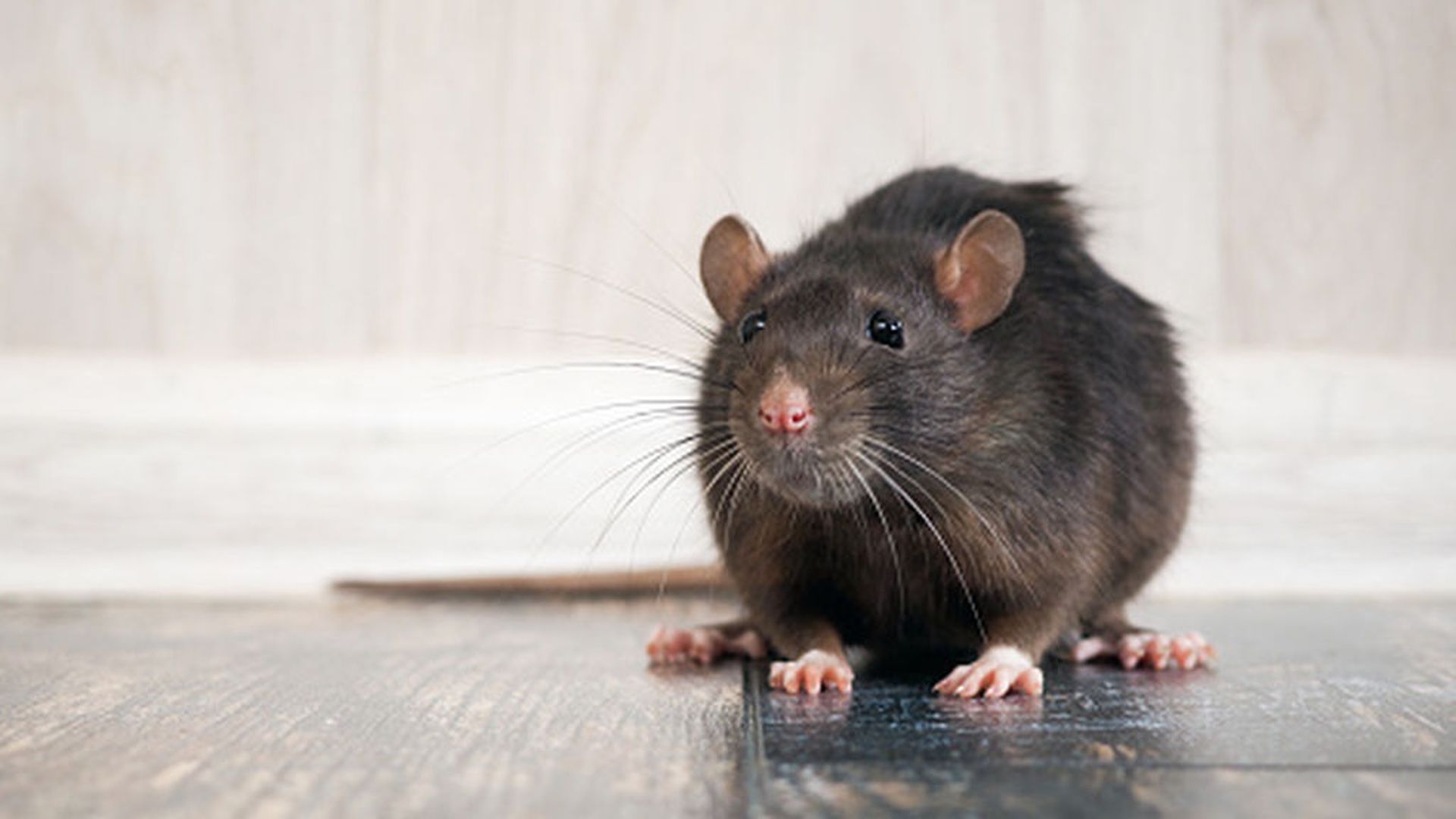 Los vecinos de Palma denuncian una plaga de ratas del tamaño de conejos Los vecinos de Palma denuncian una plaga de ratas del tamaño de conejos