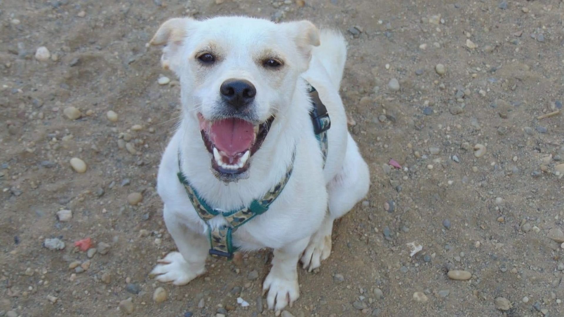 Pasean por las calles de Almería a perros abandonados para fomentar su adopción y ayudar a encontrarles un hogar Pasean por las calles de Almería a perros abandonados para fomentar su adopción y ayudar a encontrarles un hogar