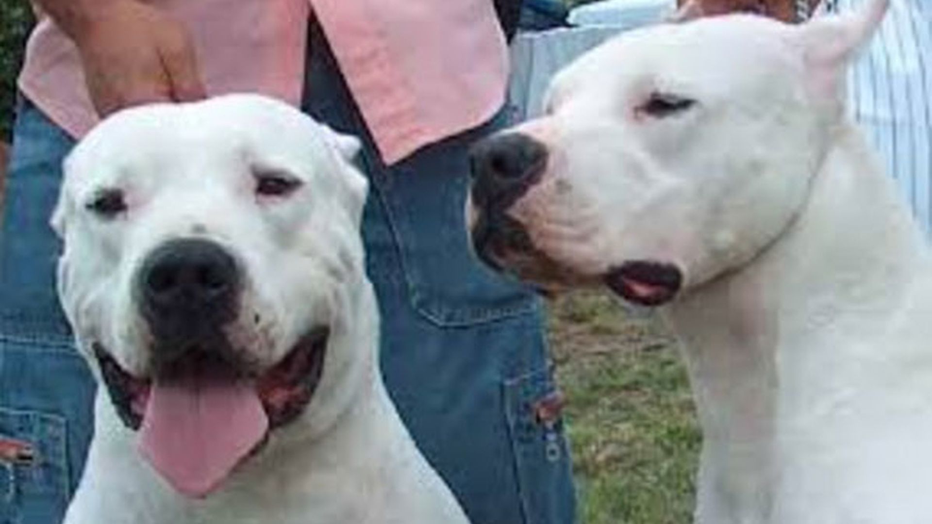 perros agresivos,perros peligrosos,agresión perro, dogos argentinos, perros razas peligrosas perros agresivos,perros peligrosos,agresión perro, dogos argentinos, perros razas peligrosas