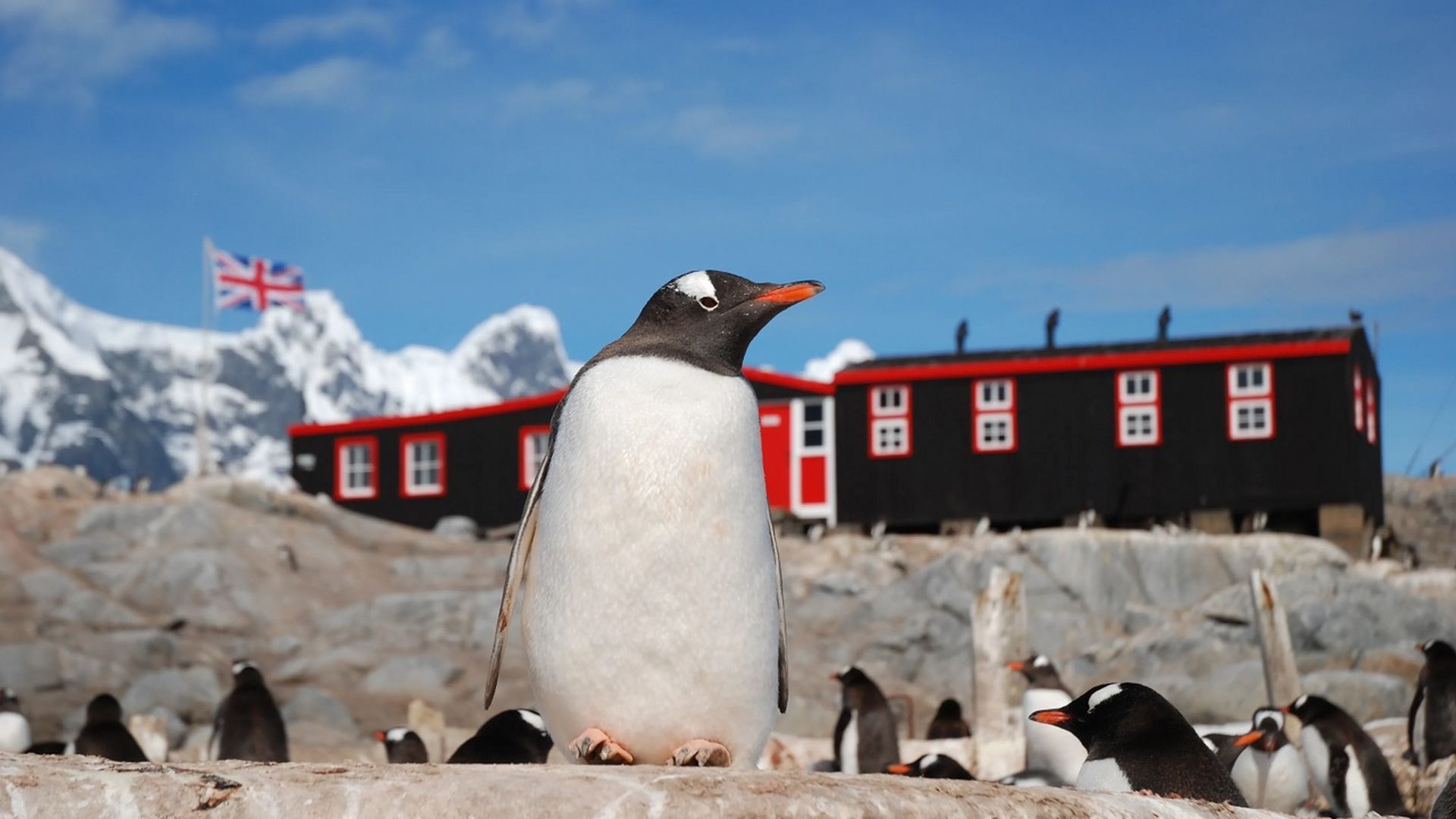 Uno de los pingüinos en Port Lockroy Uno de los pingüinos en Port Lockroy