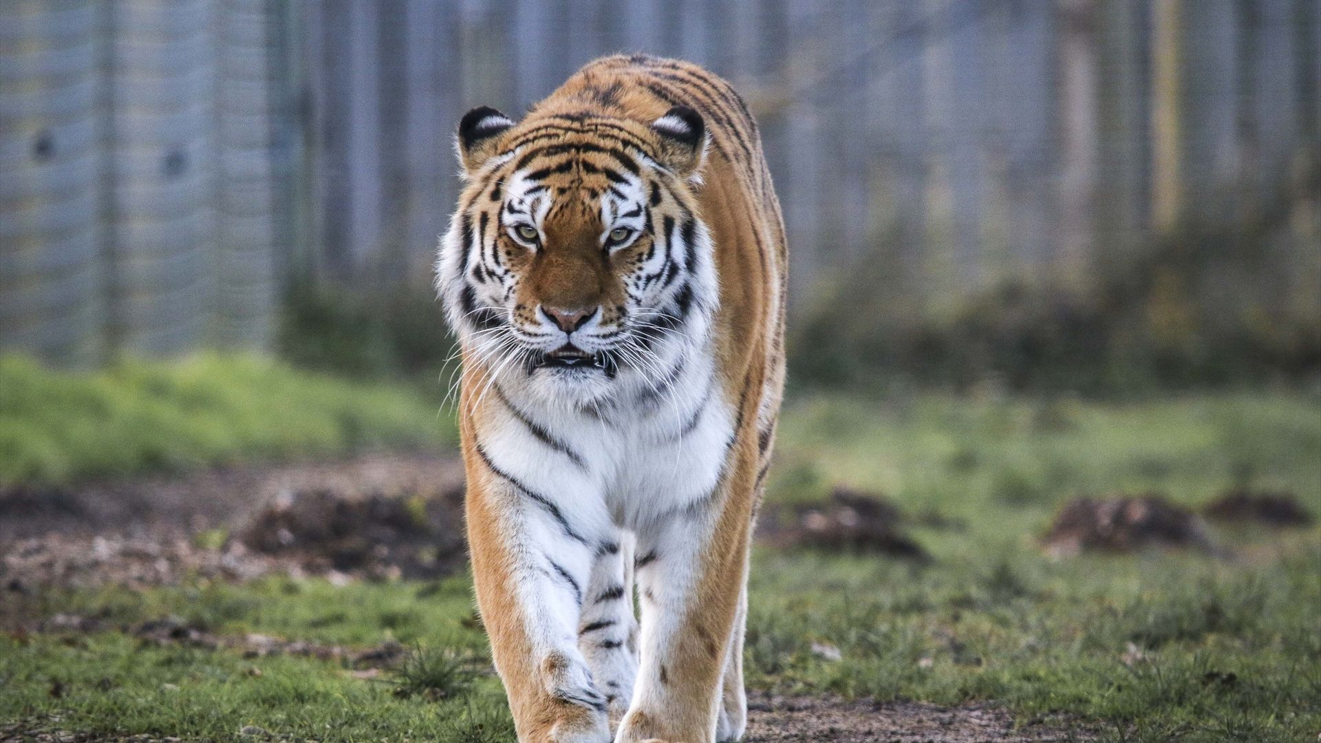 Un tigre mata a un joven que entró en su recinto en un zoológico de Inglaterra Un tigre mata a un joven que entró en su recinto en un zoológico de Inglaterra