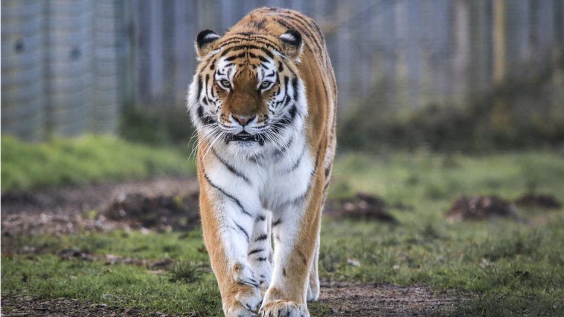 El hombre muerto por el ataque de un tigre en un zoo de Londres habría entrado voluntariamente en el cercado El hombre muerto por el ataque de un tigre en un zoo de Londres habría entrado voluntariamente en el cercado
