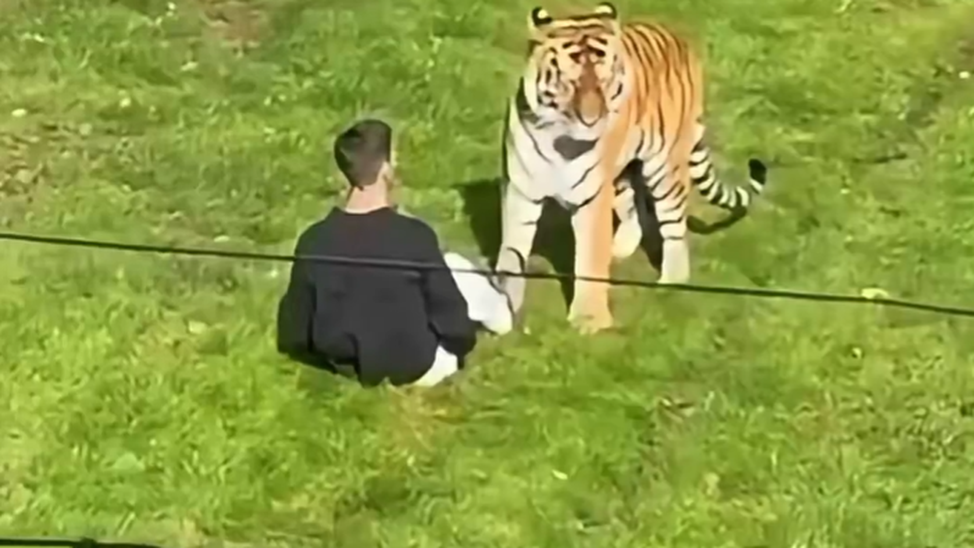 El hombre muerto por el ataque de un tigre en un zoo de Londres habría entrado voluntariamente en el cercado