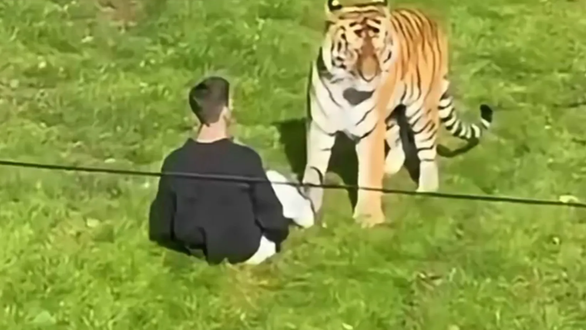 Una madre intentó salvar al joven que saltó la valla y acabó muerto a manos de un tigre.jpg Una madre intentó salvar al joven que saltó la valla y acabó muerto a manos de un tigre.jpg