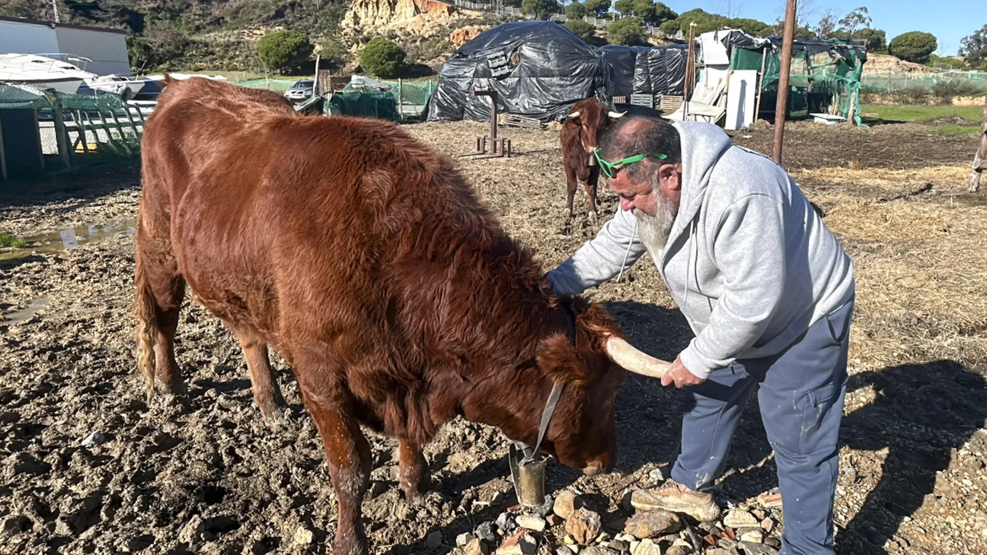 José Antonio Oria junto a sus dos vacas José Antonio Oria junto a sus dos vacas
