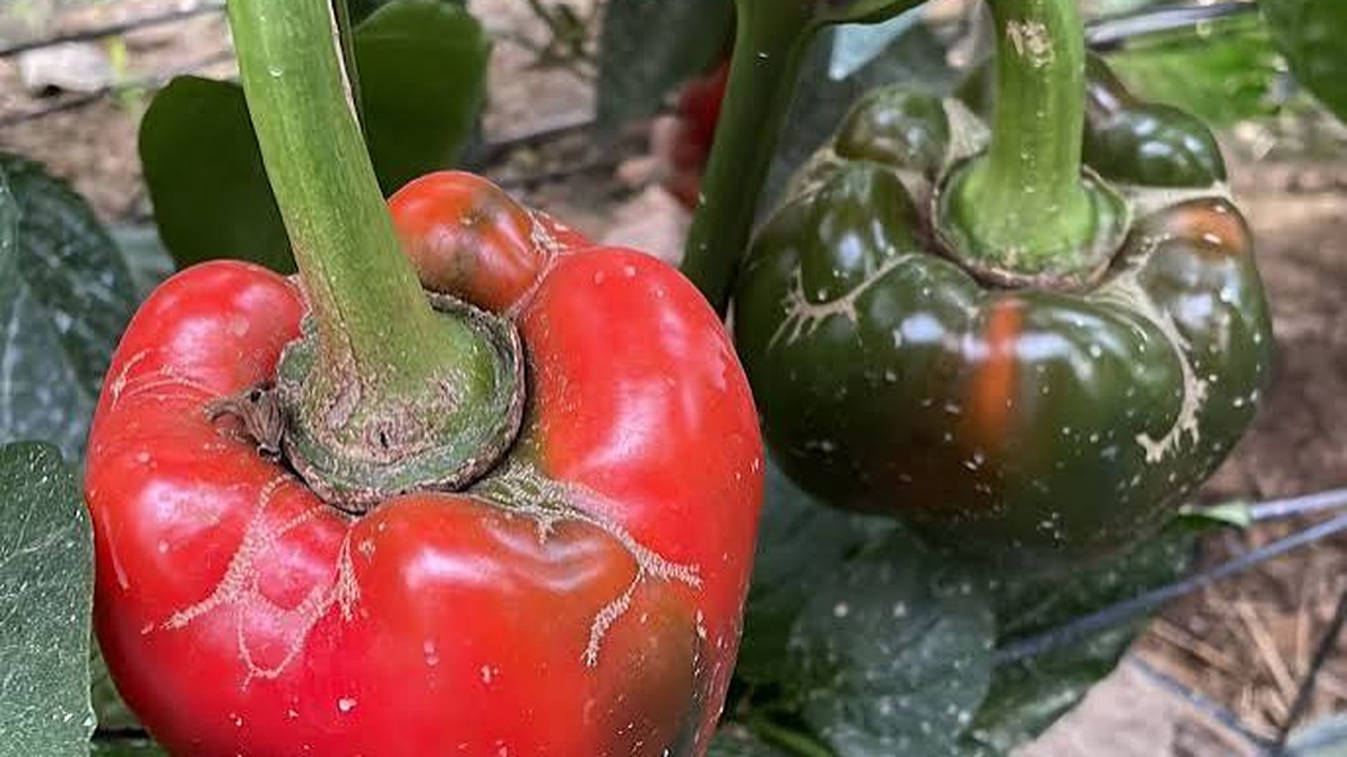 Alarma en el campo de Almería por la plaga de trips que invade el 100% del pimiento y se extiende ya al pepino: "Ya nos está afectando psicológicamente" Alarma en el campo de Almería por la plaga de trips que invade el 100% del pimiento y se extiende ya al pepino: "Ya nos está afectando psicológicamente"