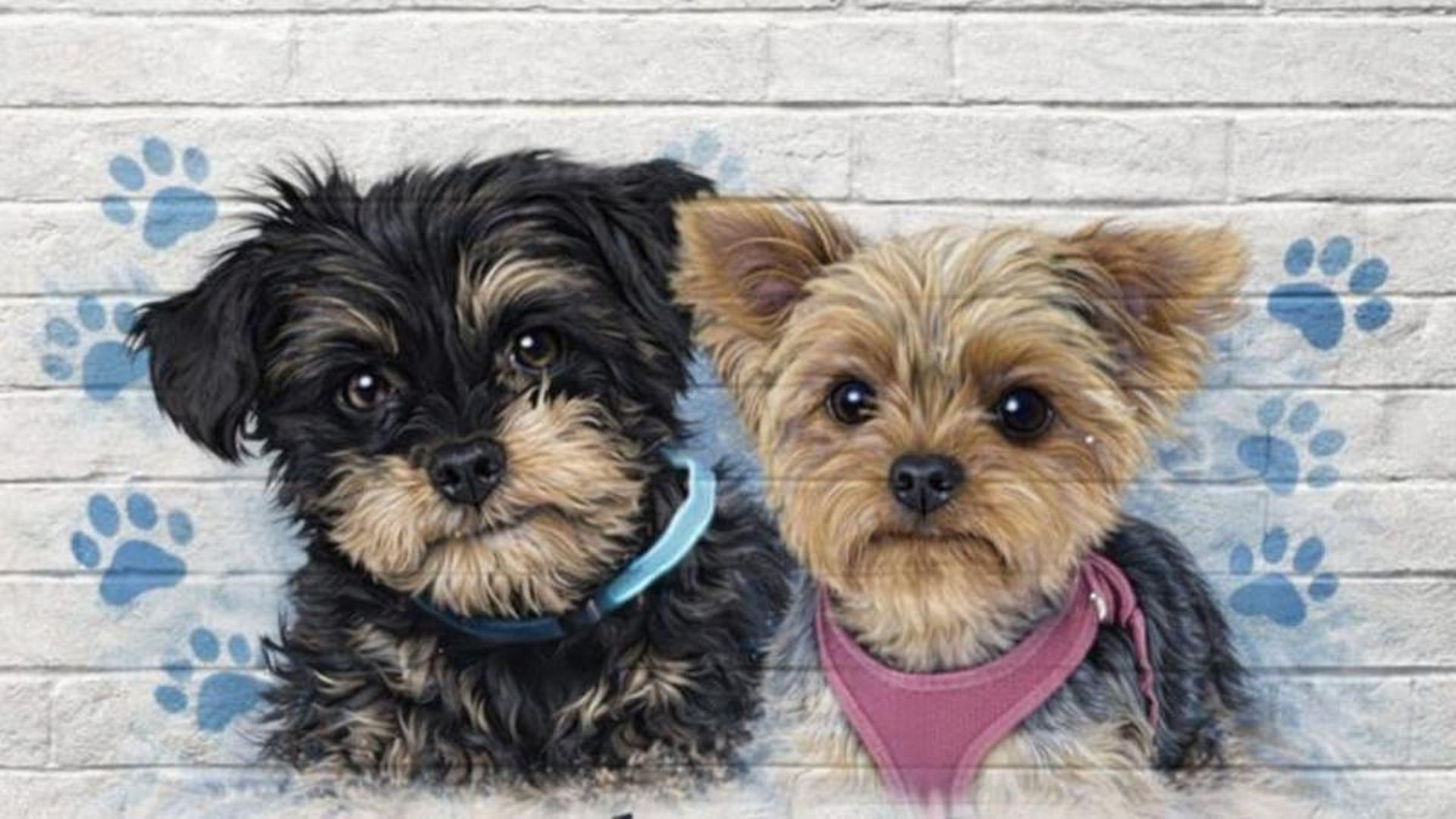 Bimba y Max Bimba y Max