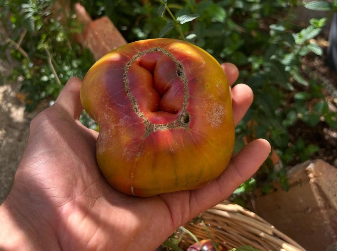 tomate de La Mielga