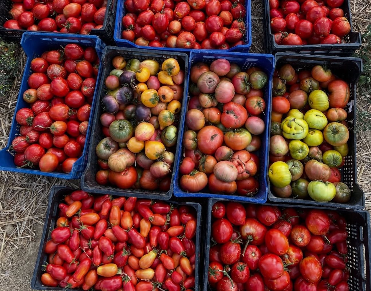 tomates de La Mielga