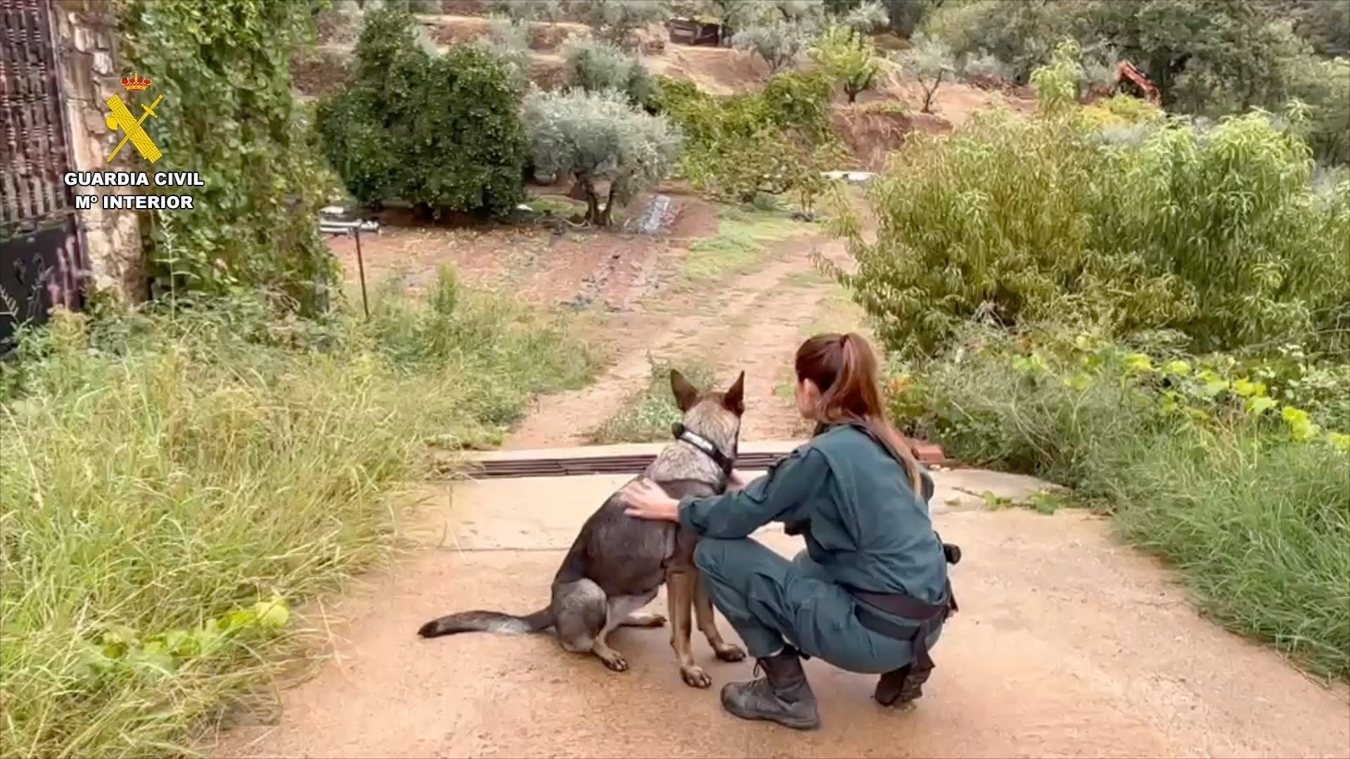 Una guía y un perro del servicio cinológico de la Guardia Civil en el dispositivo de búsqueda del vecino de Losar de la Vera, Cáceres Una guía y un perro del servicio cinológico de la Guardia Civil en el dispositivo de búsqueda del vecino de Losar de la Vera, Cáceres