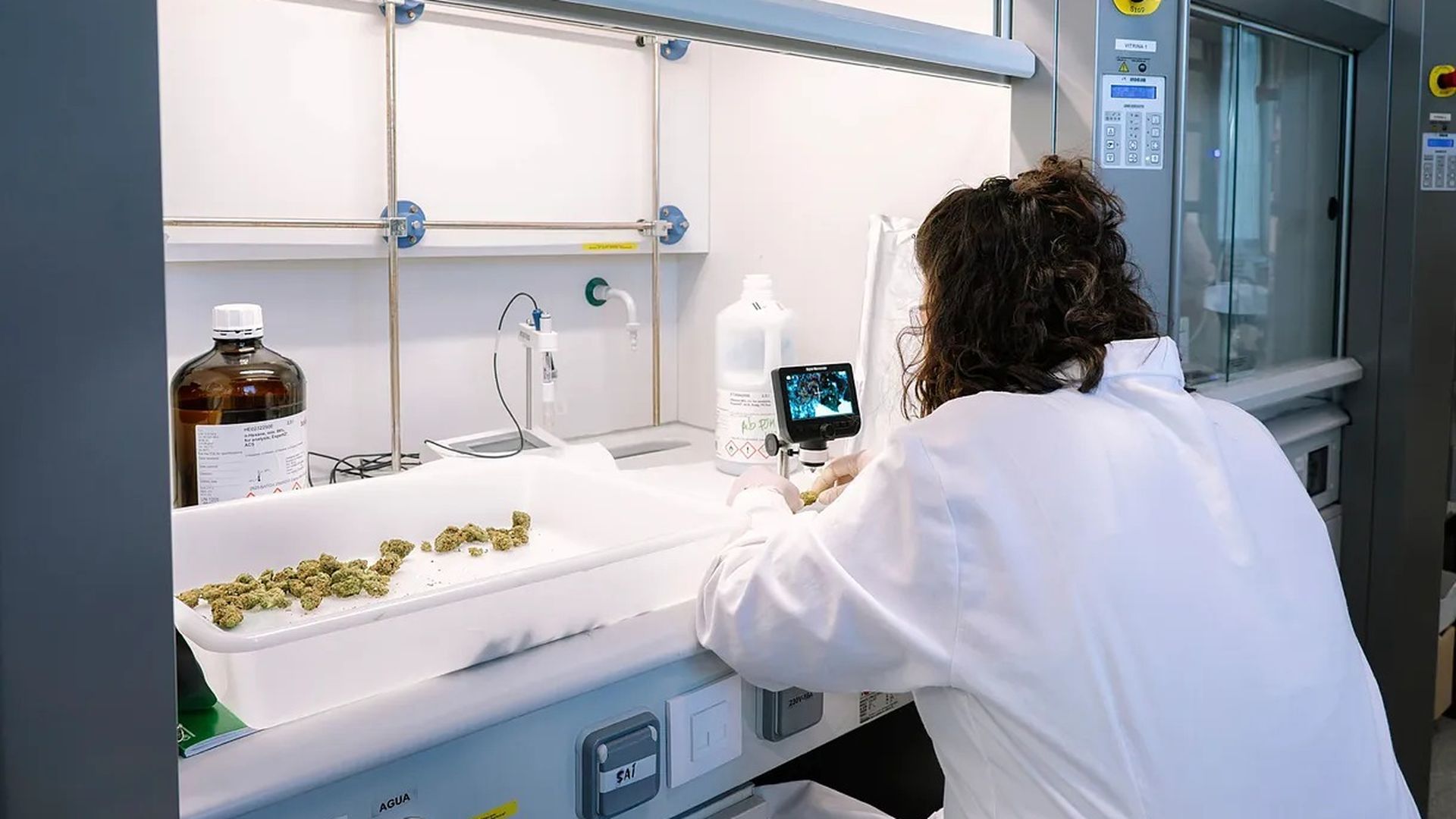 Laboratorio del parque científico de la Universidad de Alicante donde una trabajadora manipula cannabis medicinal Laboratorio del parque científico de la Universidad de Alicante donde una trabajadora manipula cannabis medicinal