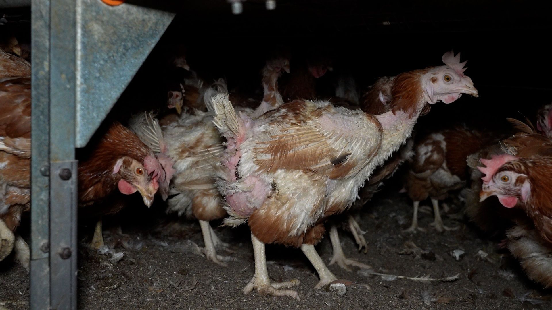 Gallinas enfermas, cadáveres y huevos con ácaros: ARDE y Satya Animal denuncian una granja avícola de Manacor Gallinas enfermas, cadáveres y huevos con ácaros: ARDE y Satya Animal denuncian una granja avícola de Manacor