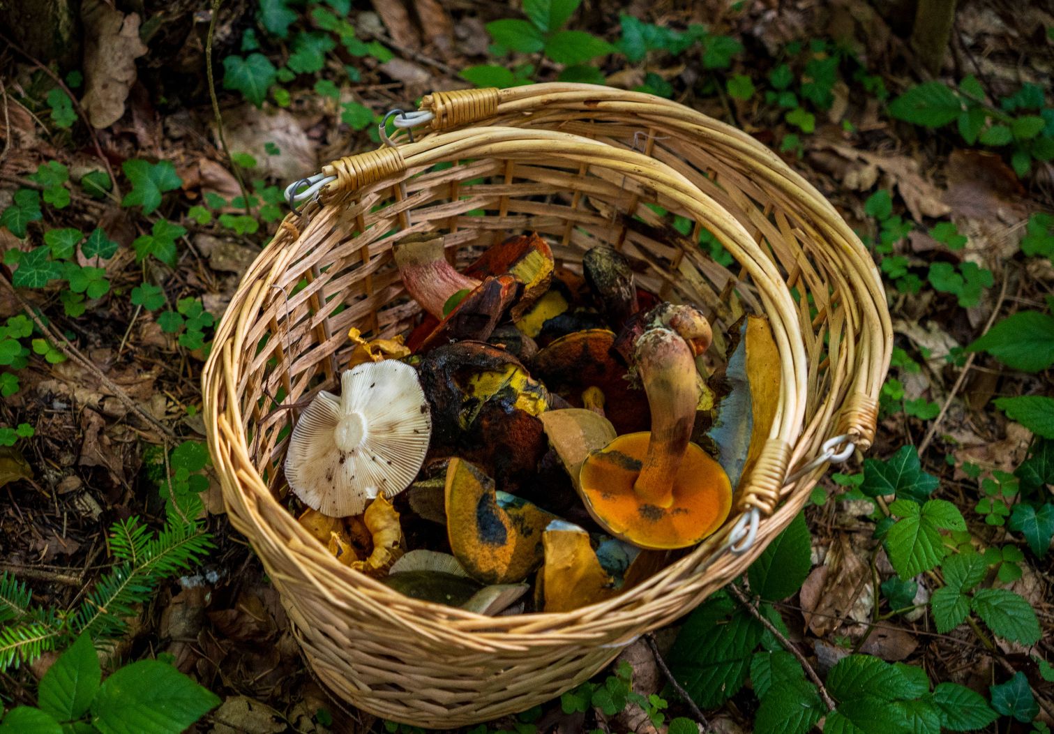 Cesta con setas recogidas