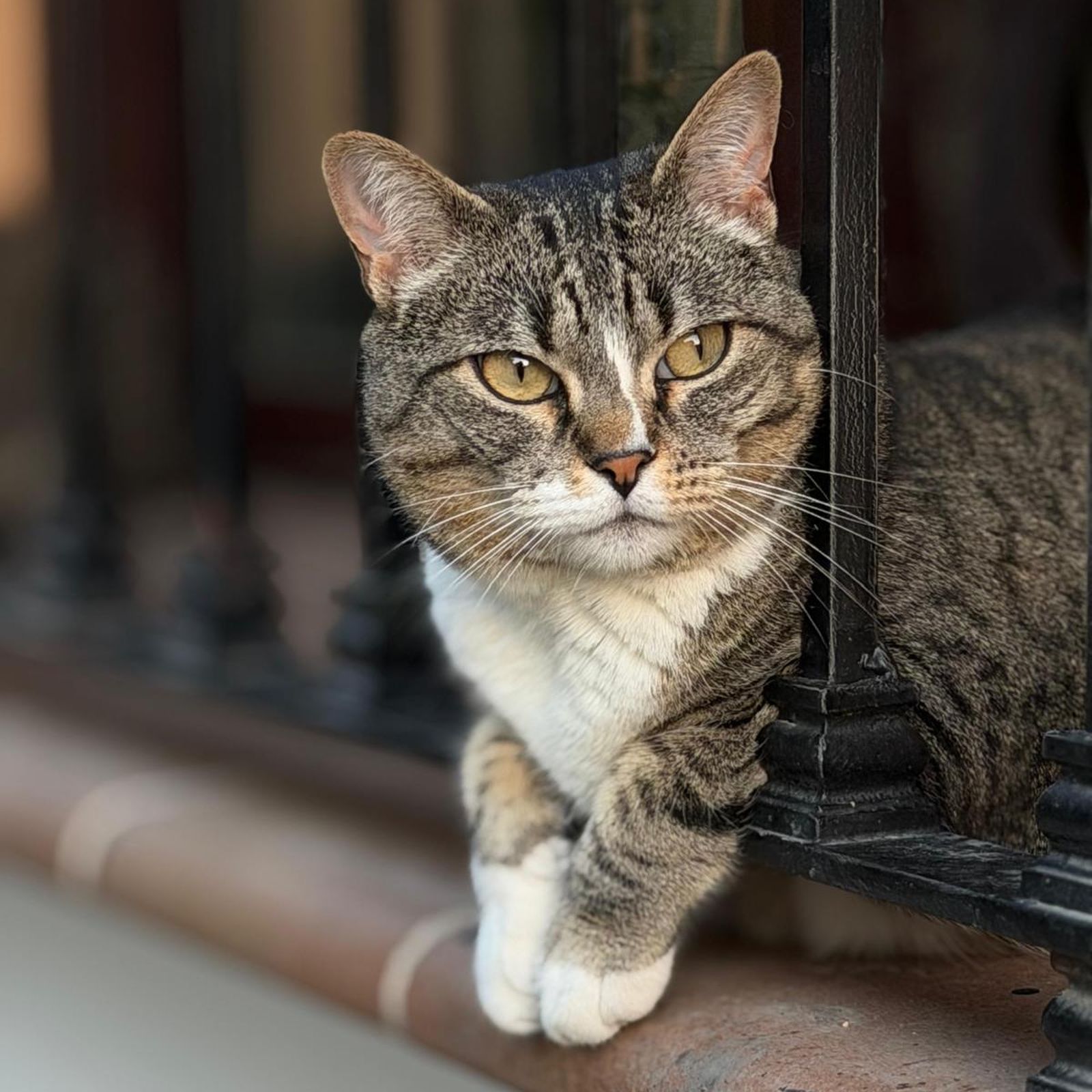 Más mascotas que niños: Málaga tiene casi el doble de perros y gatos que menores de 17 años
