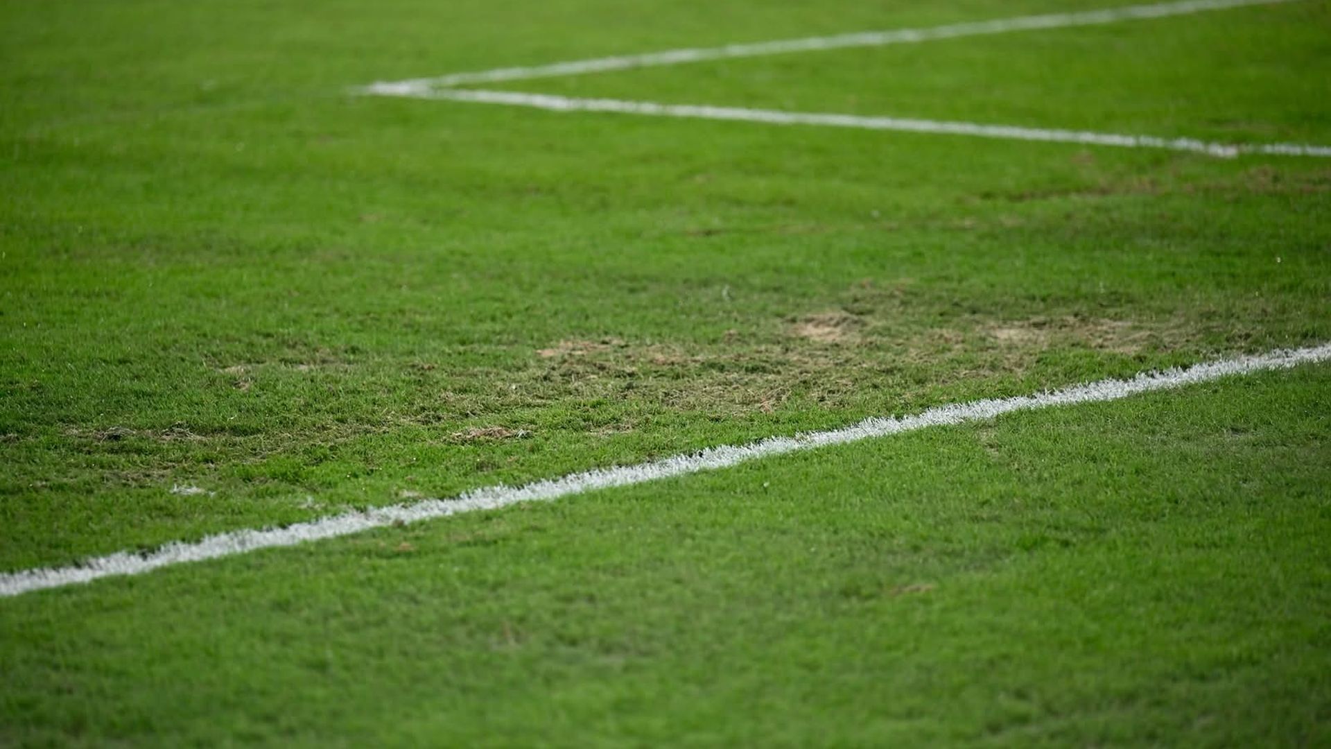 El césped de La Cartuja en el Betis-Feyenoord