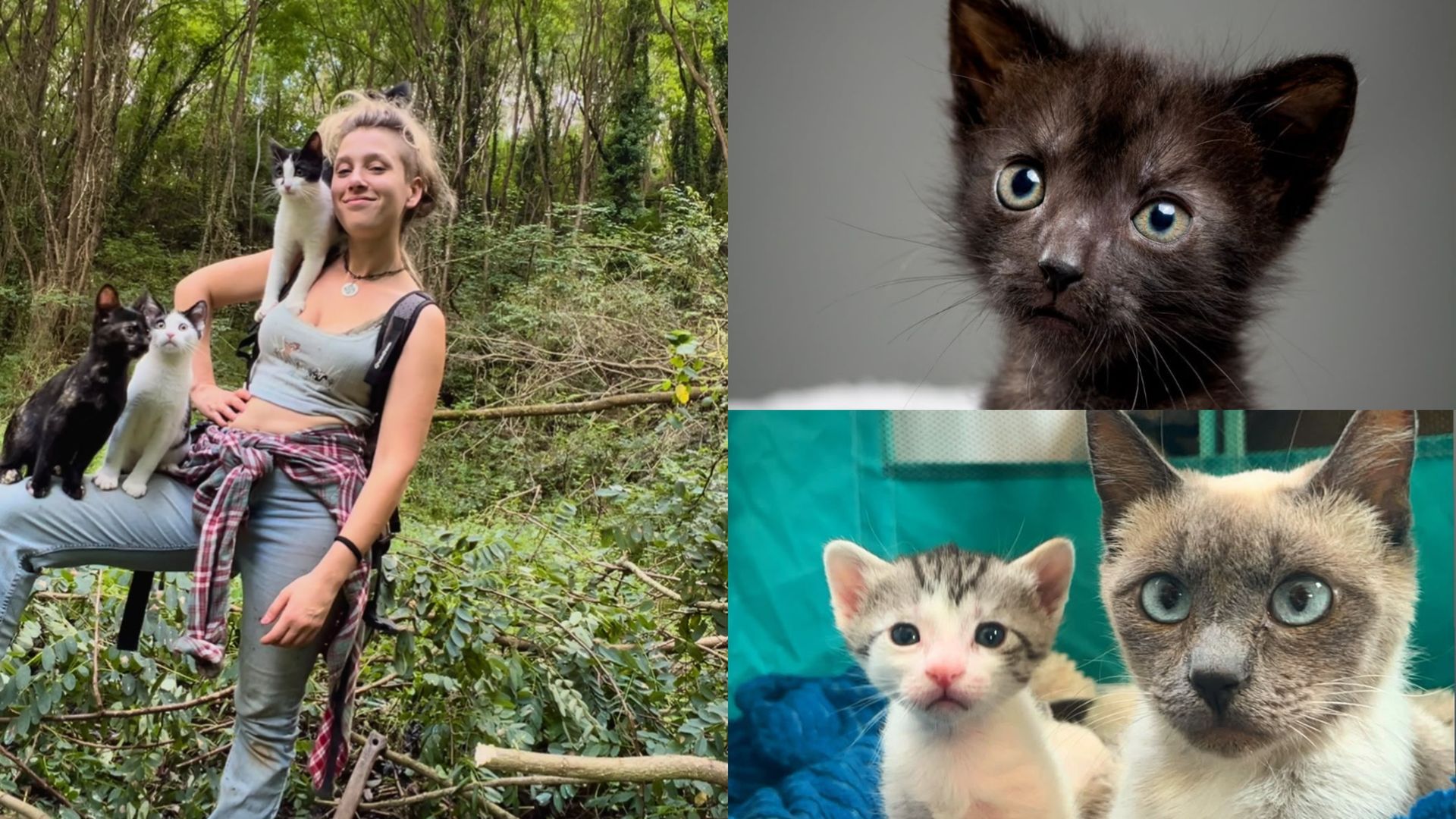 Jone vive en Burgos con 12 gatos y 3 perros rescatados